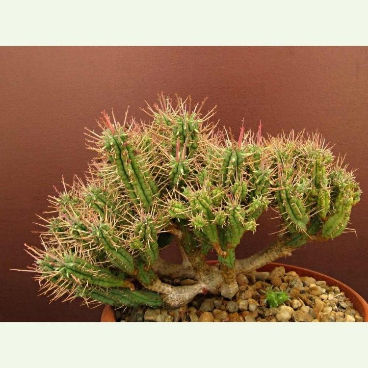 Euphorbia mammillaris