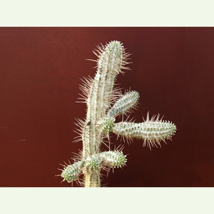 Euphorbia mammillaris f. variegata
