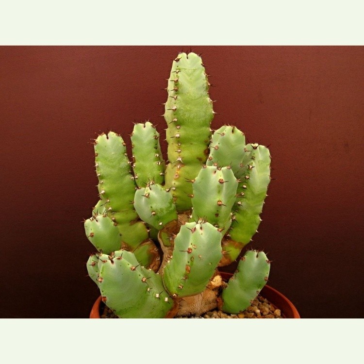 Euphorbia resinifera