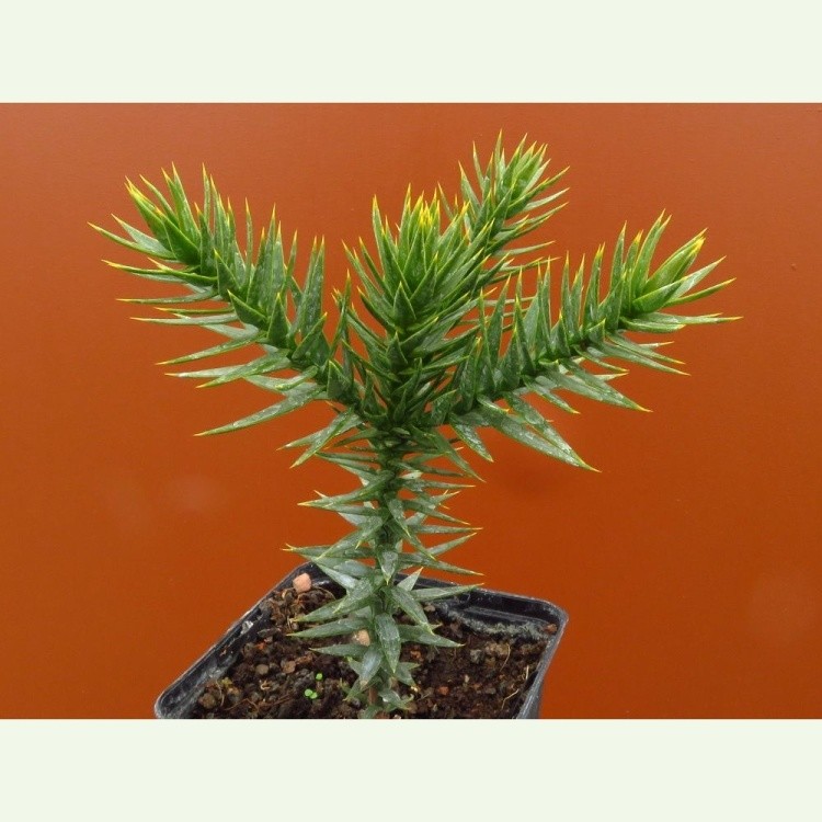 Araucaria araucana