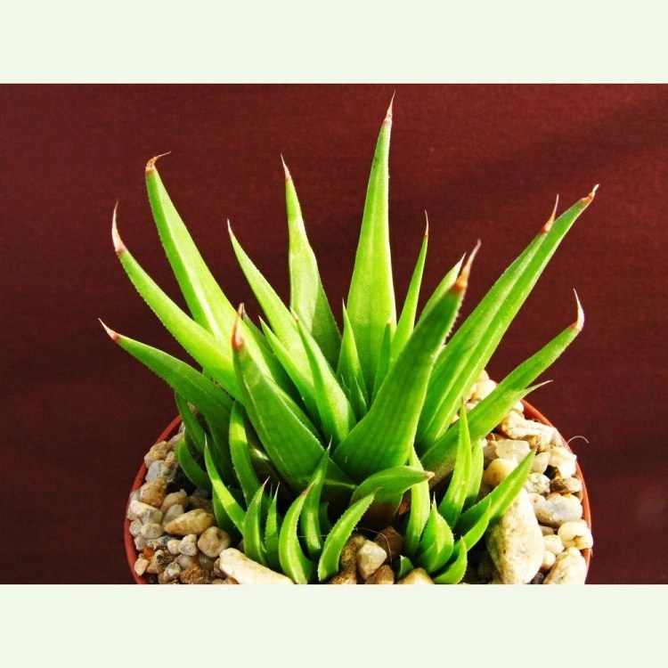 Haworthia angustifolia IB 12788, W of Rietberg East