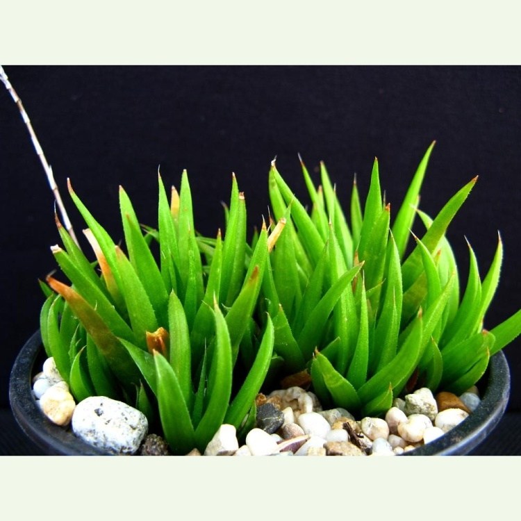 Haworthia angustifolia v. liliputana