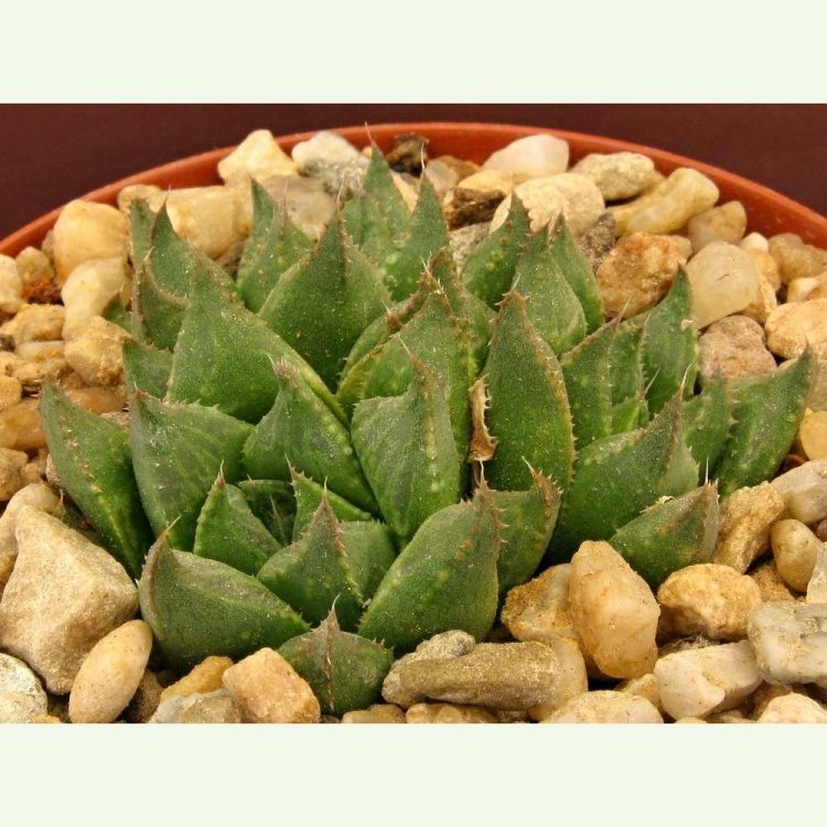 Haworthia calcarea IB187 JDV84-65, De Hoop nature reserve