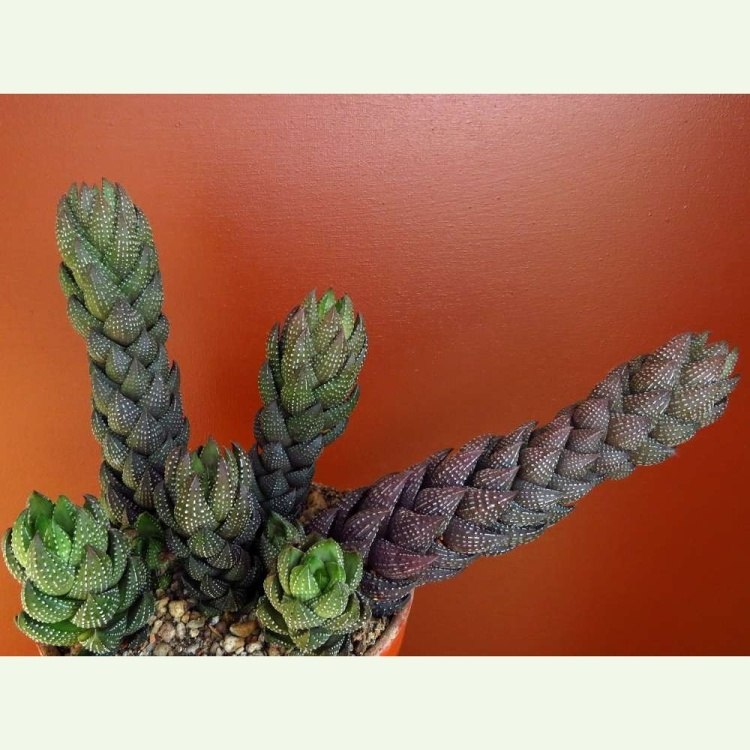 Haworthia (Haworthiopsis) coarctata