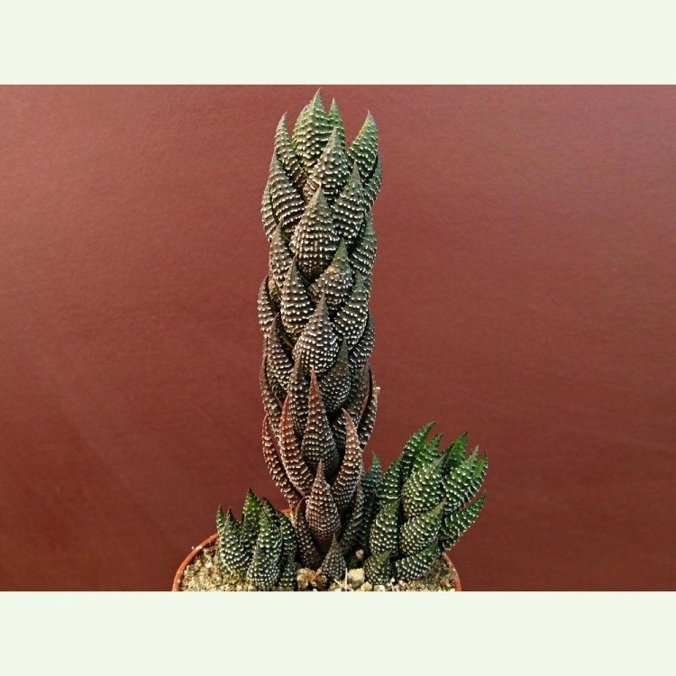 Haworthia (Haworthiopsis) coarctata v. tenuis