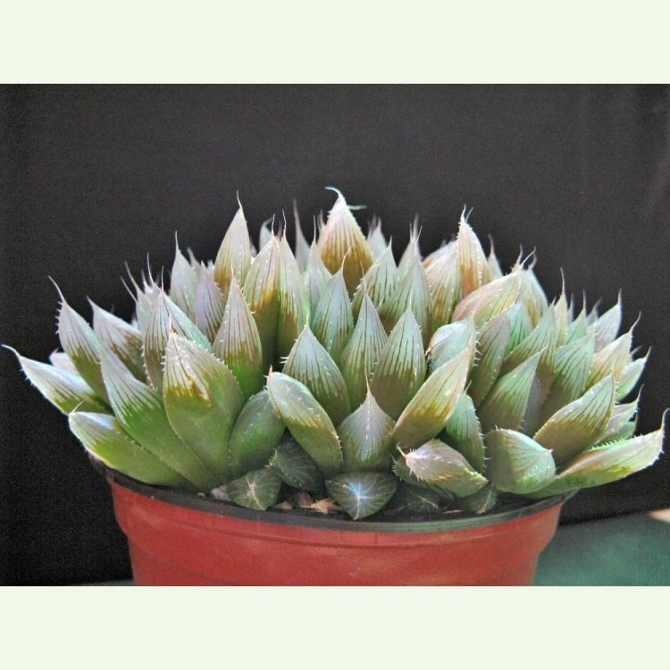 Haworthia cooperi v. pillifera, veľká forma