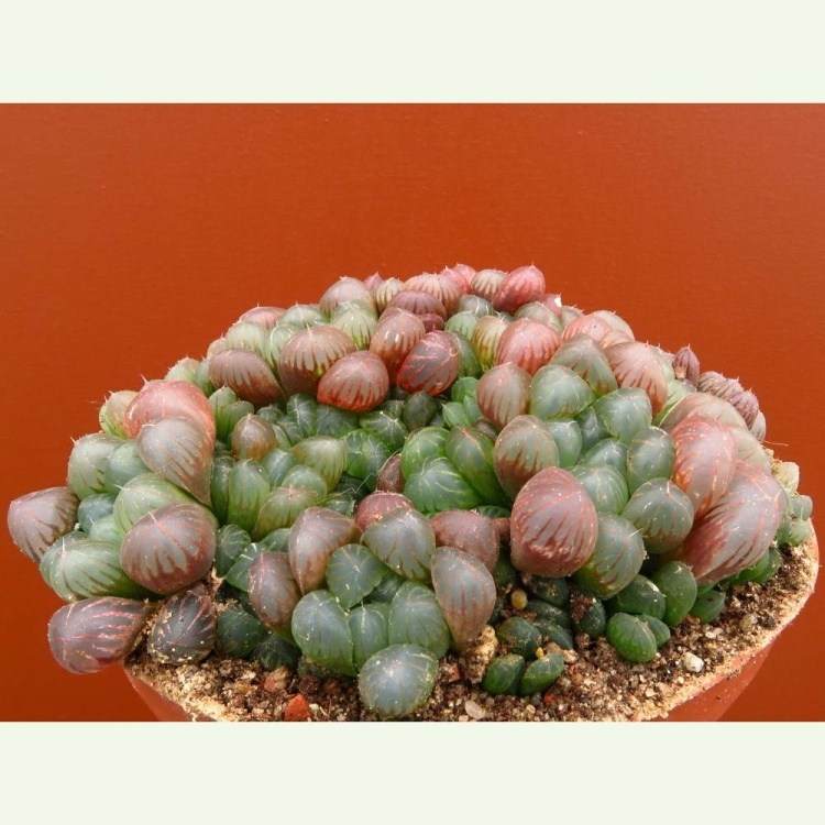 Haworthia cooperi v. truncata