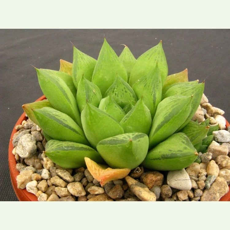 Haworthia cymbiformis