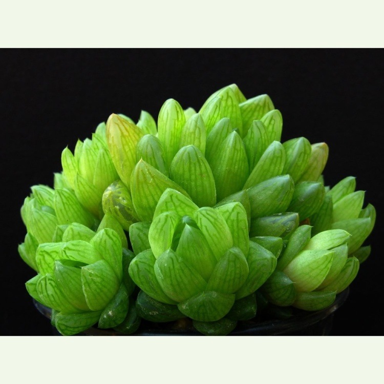 Haworthia cymbiformis v. obtusa