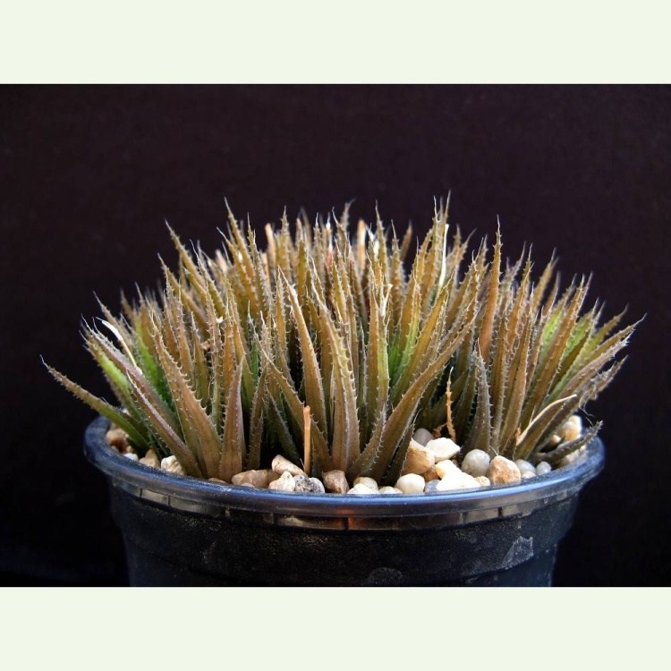 Haworthia denticulifera