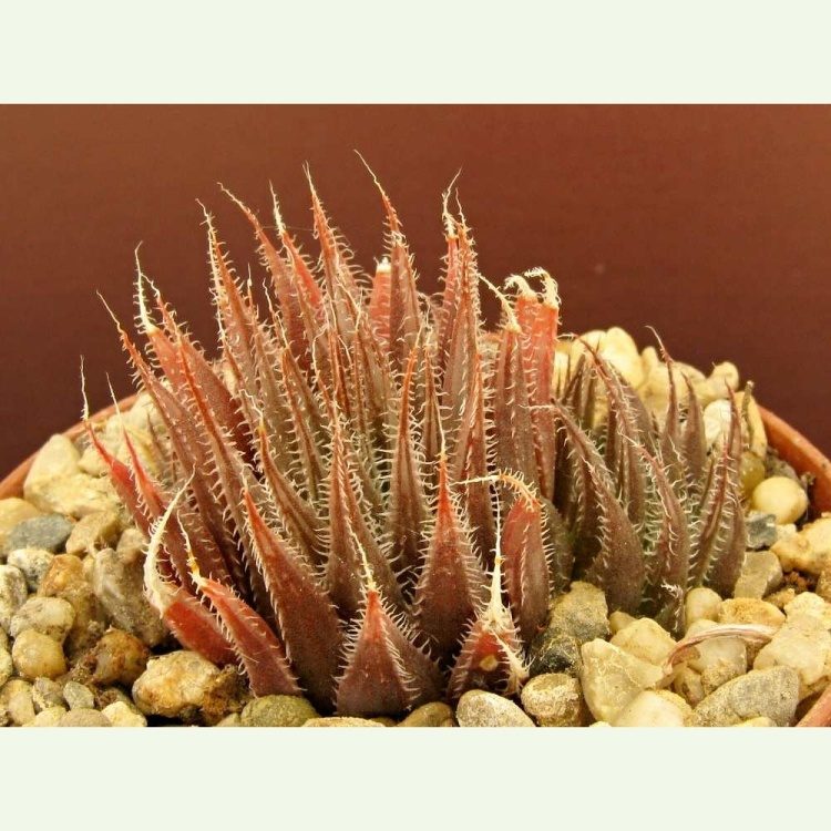 Haworthia doldii IB08547, Kwa Sandile