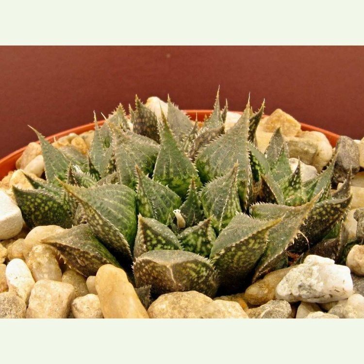Haworthia emelyae v. mayor, Garcia S Pass Midle