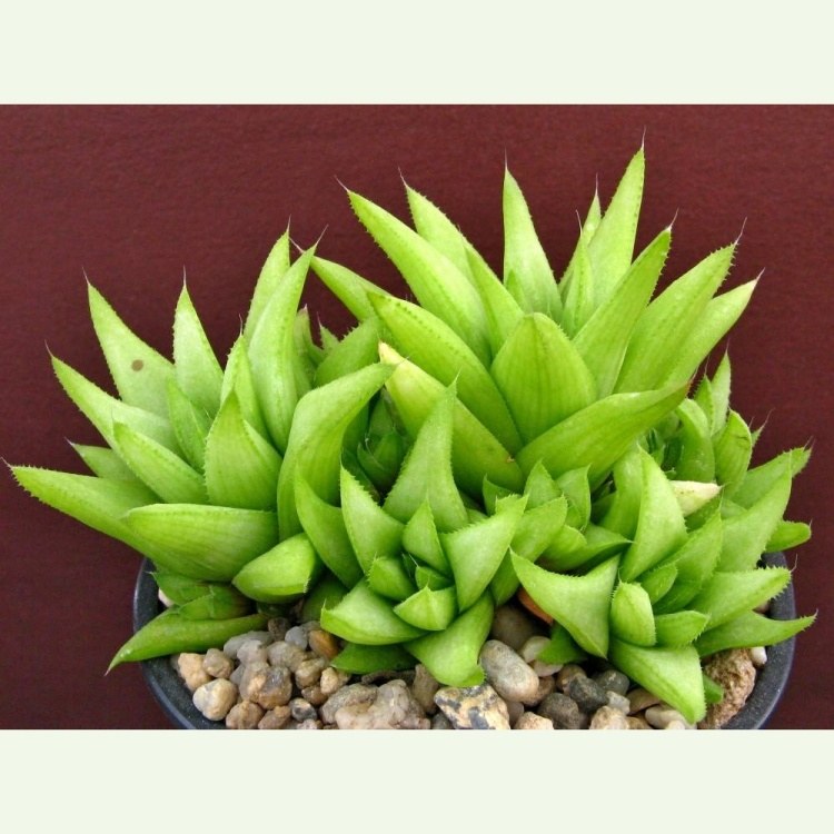 Haworthia chloracantha, Herbertschale