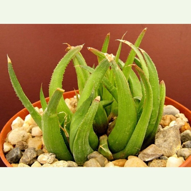 Haworthia kondoi IB 608, S.M. Sweliendam