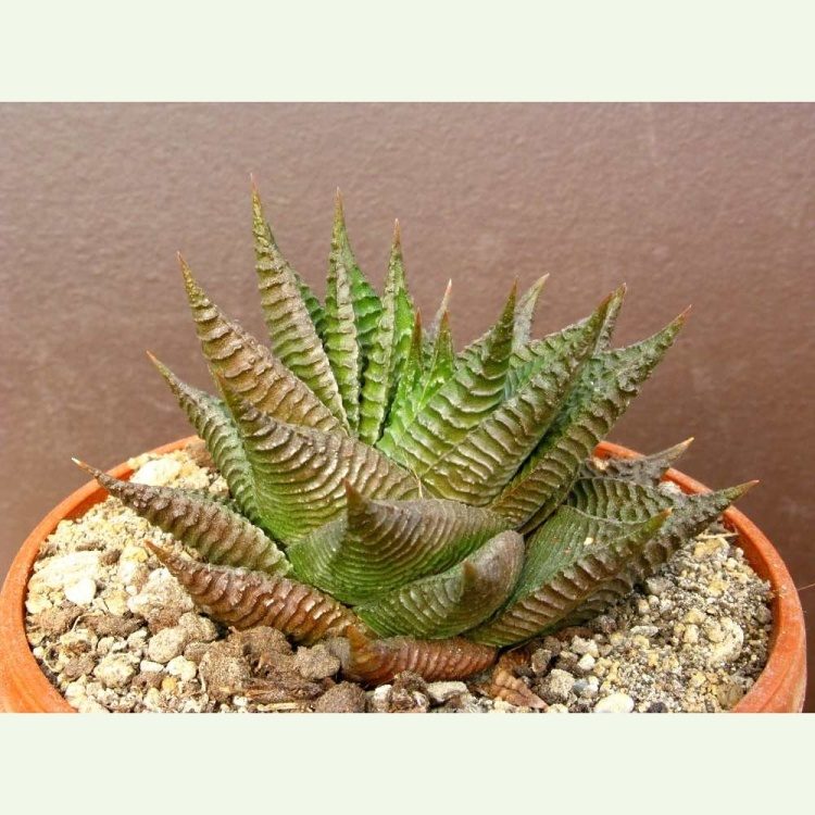 Haworthia limifolia (Haworthiopsis)