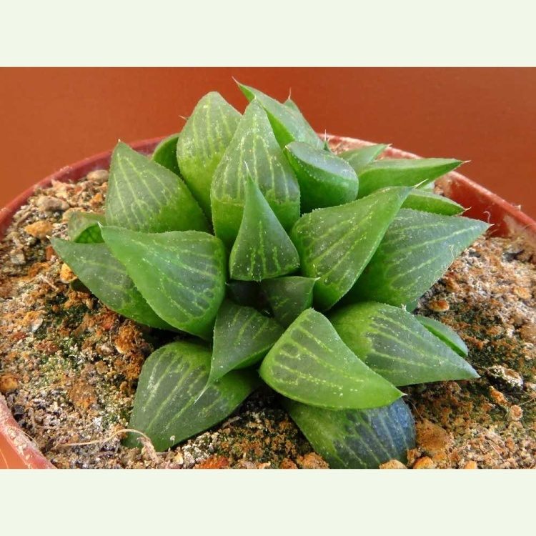 Haworthia magnifica v. asperula VA4302