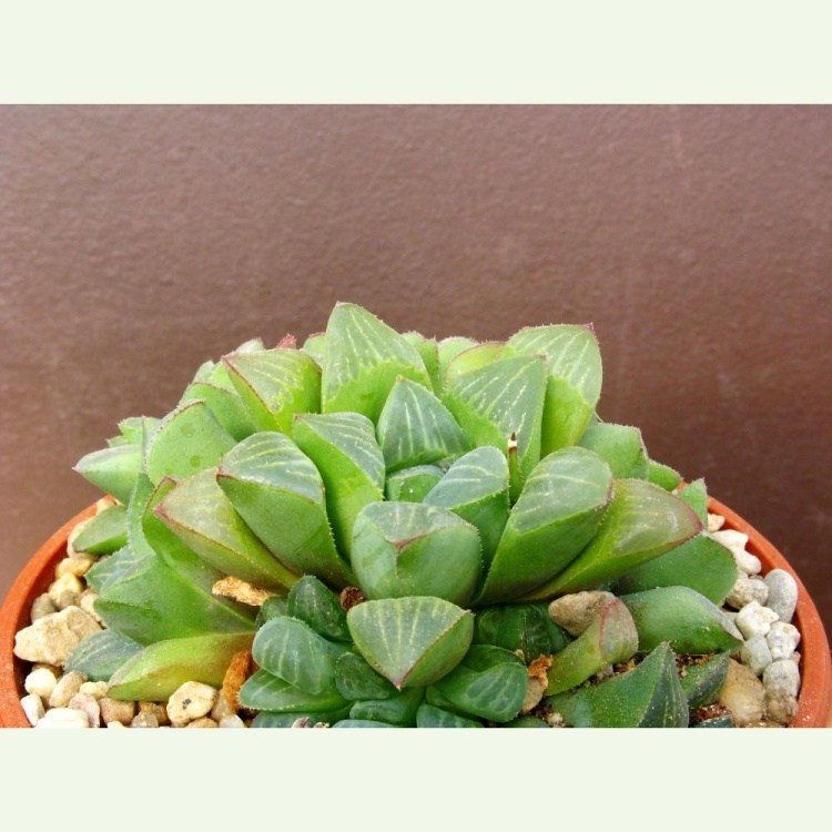 Haworthia magnifica v. paradoxa