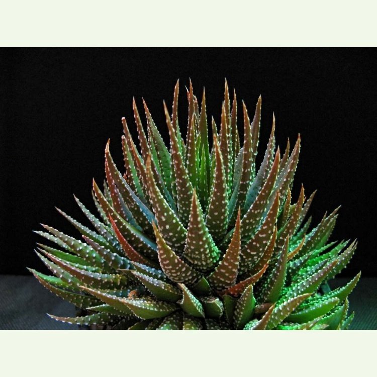 Haworthia (Tulista) margaritifera