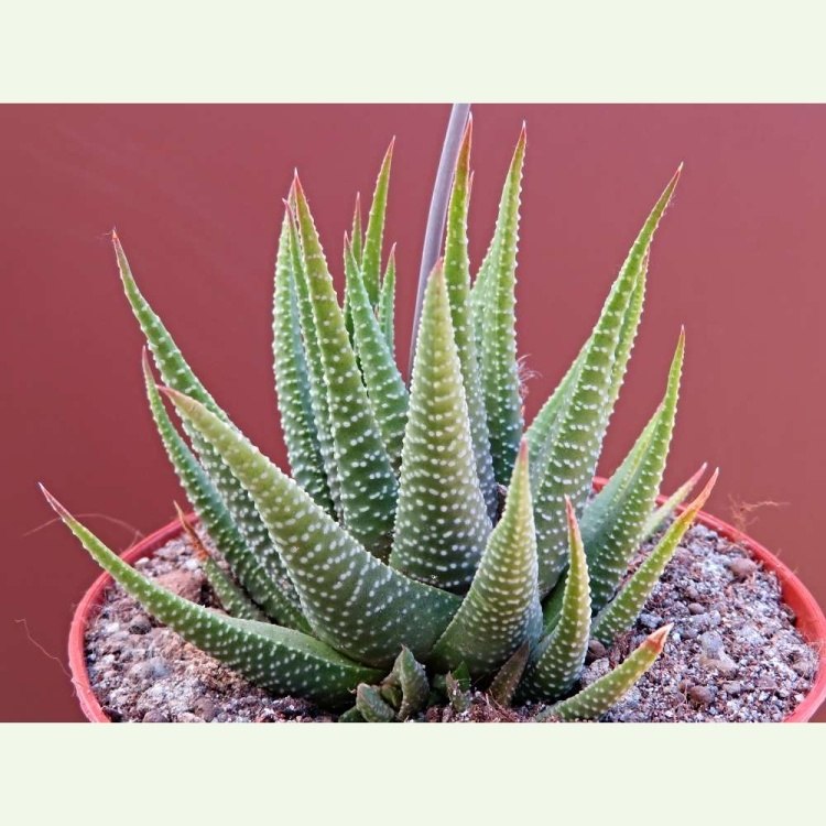 Haworthia minima, Mossel Bay Airport