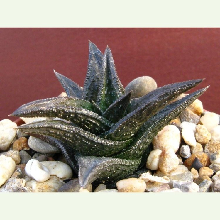 Haworthia (Haworthiopsis) nigra IB 5428, Thomas River Bridge