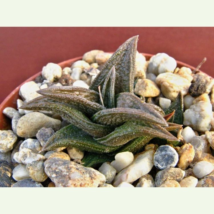 Haworthia (Haworthiopsis) nigra IB 8580, Immediately E of Adelaide