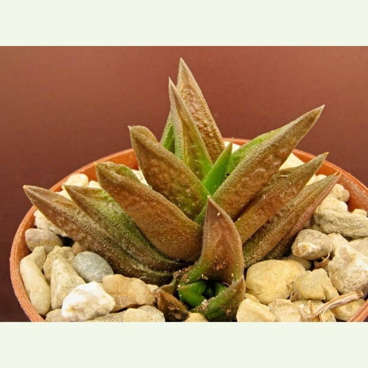 Haworthia (Haworthiopsis) nigra