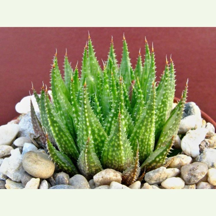 Haworthia petrophalla IB 269, Kalsriver