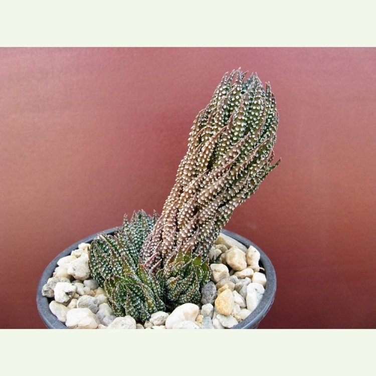 Haworthia (Haworthiopsis) reinwardtii v. brevicula. 4 km východne od Kaffer Drift