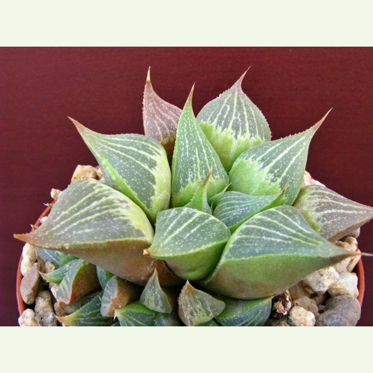 Haworthia retusa v. acuminata