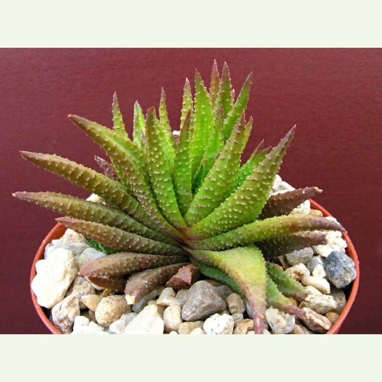 Haworthia (Haworthiopsis) scabra, Oudshoorn, De Moragie