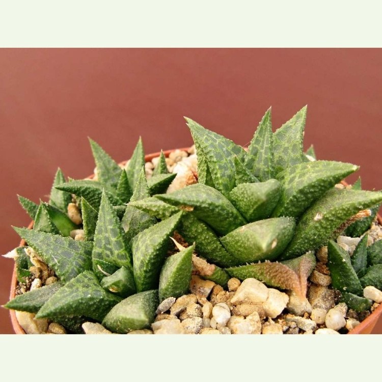 Haworthia (Haworthiopsis) tesselata, Akkerdam