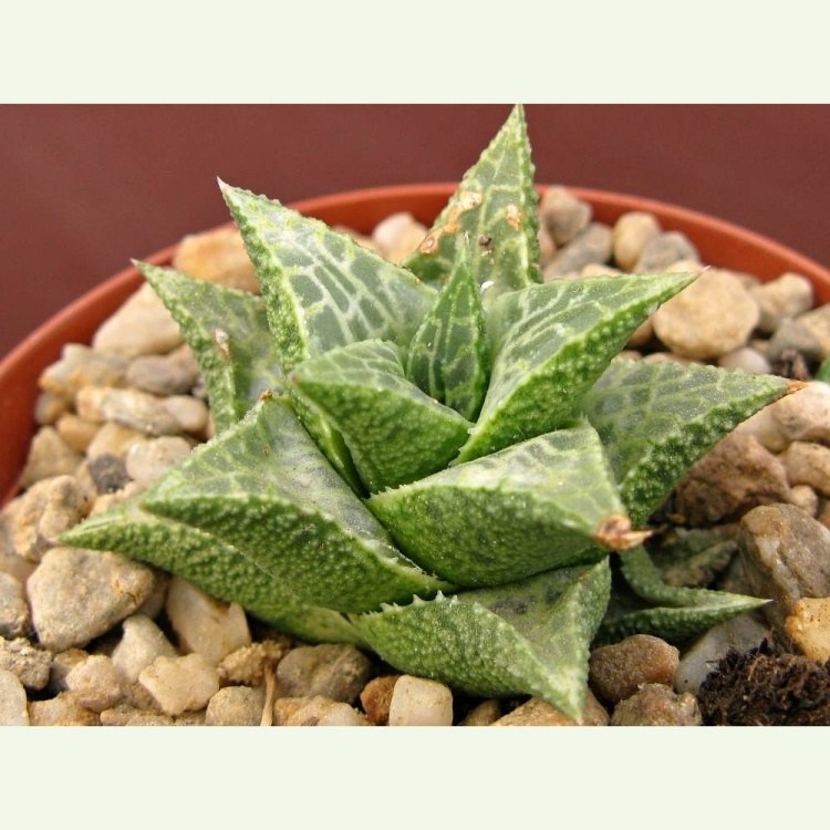Haworthia (Haworthiopsis) tesseleta PA 1029/94, N Steinkopf