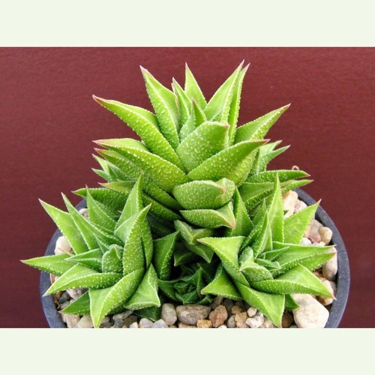 Haworthia (Haworthiopsis) tortuosa v. pseudorigida H 416