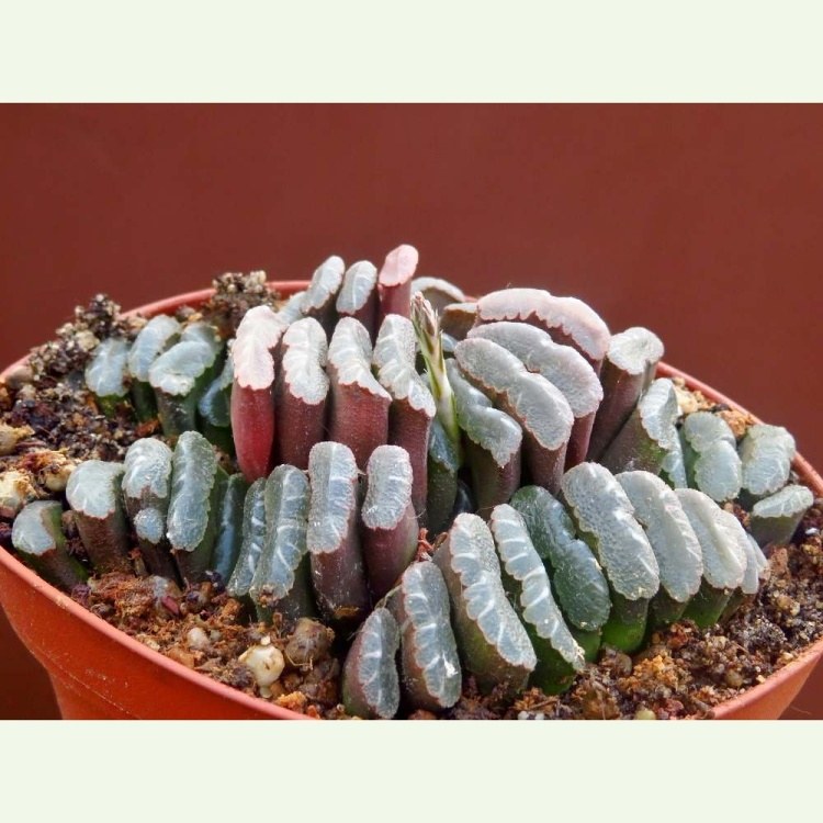 Haworthia truncata