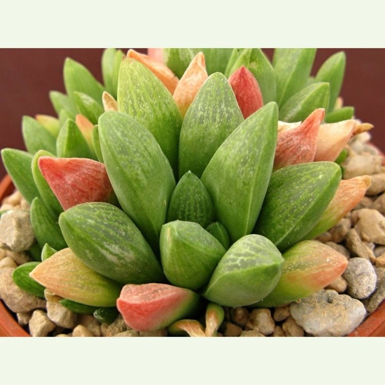 Haworthia turgida