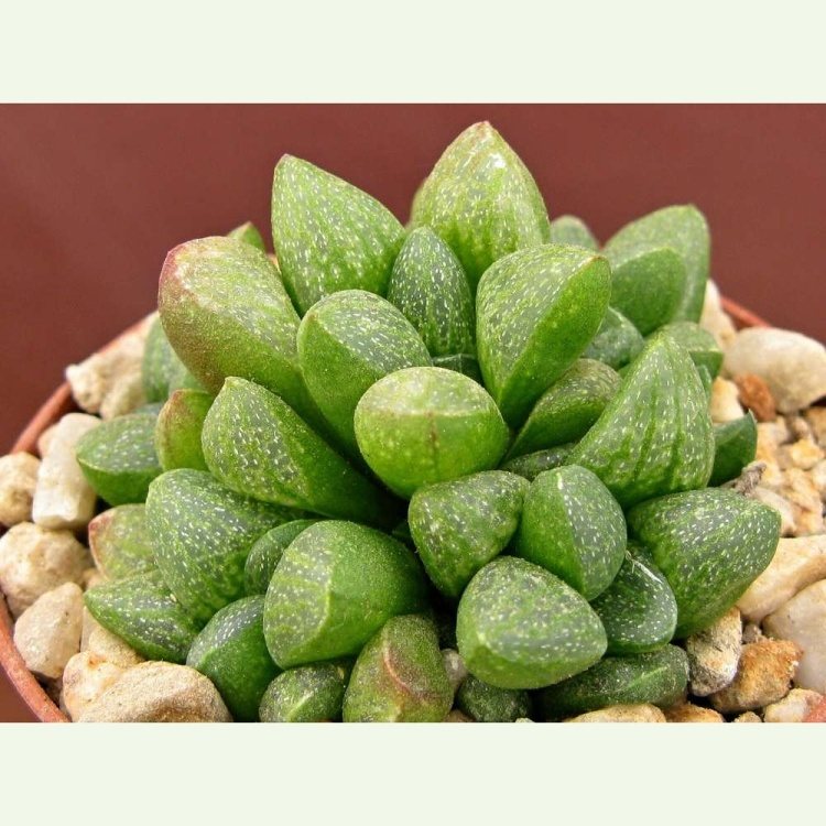 Haworthia turgida ´Rodenii´