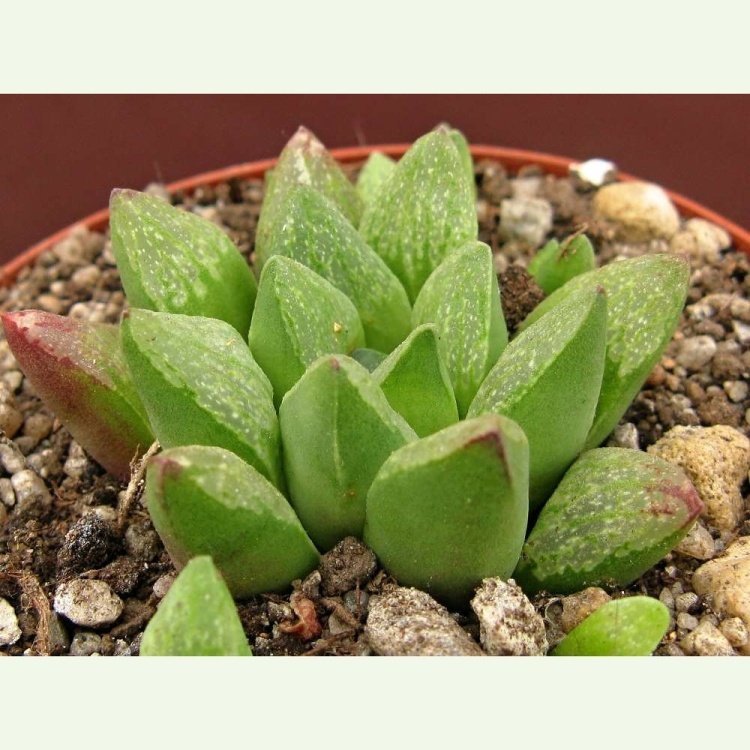 Haworthia turgida v. suberecta