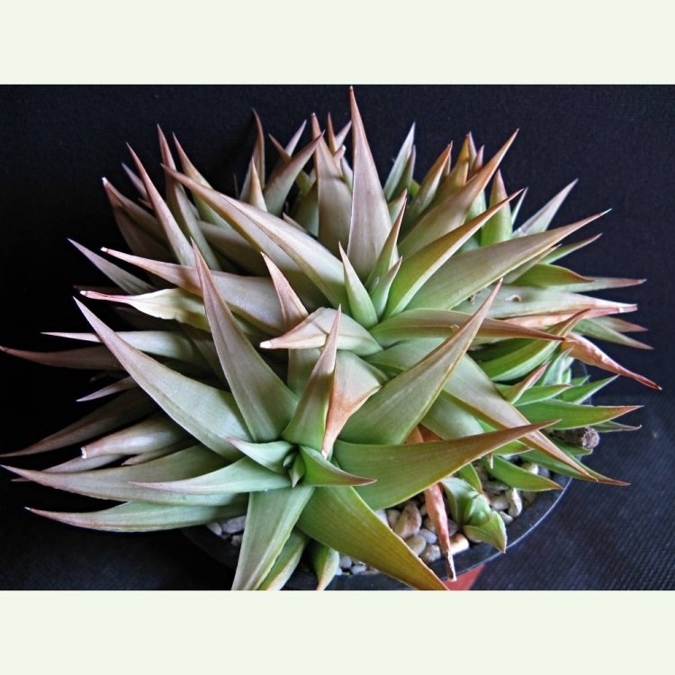 Haworthia (Haworthiopsis) ubomboensis