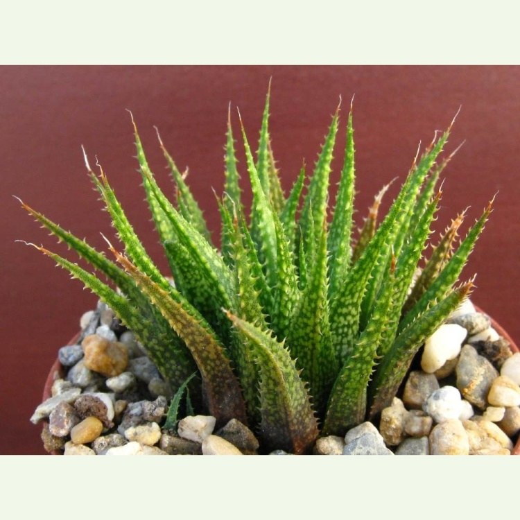 Haworthia variegata IB 5135, Botterkloof
