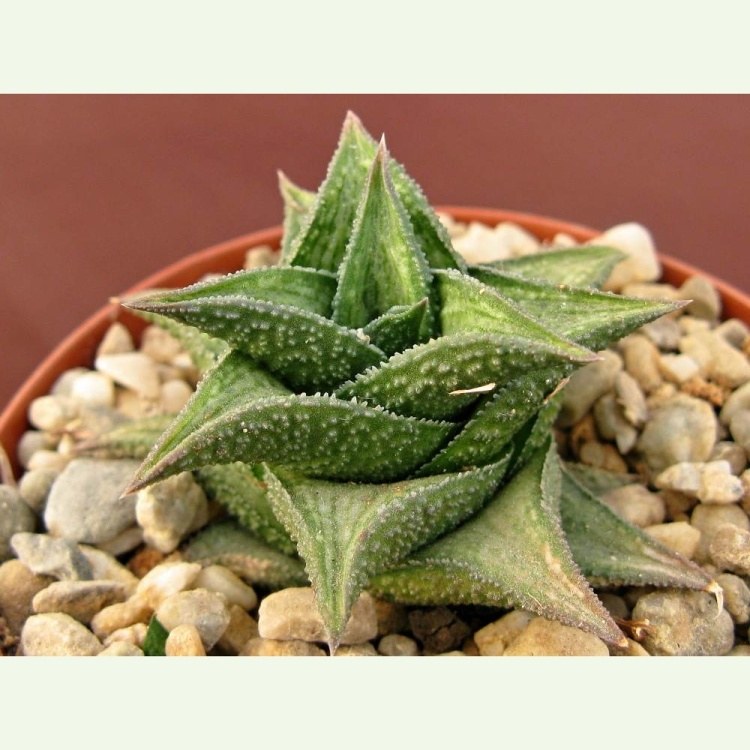 Haworthia (Haworthiopsis) venosa v. recurva, typ 1