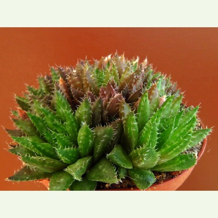 Haworthia vlokii · JDV 93/14 · Meiringspoort, Western Cape