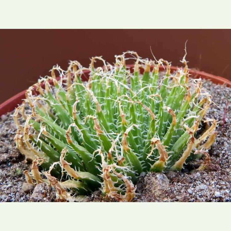 Haworthia xiphiophylla JIL 061, Coega Kop