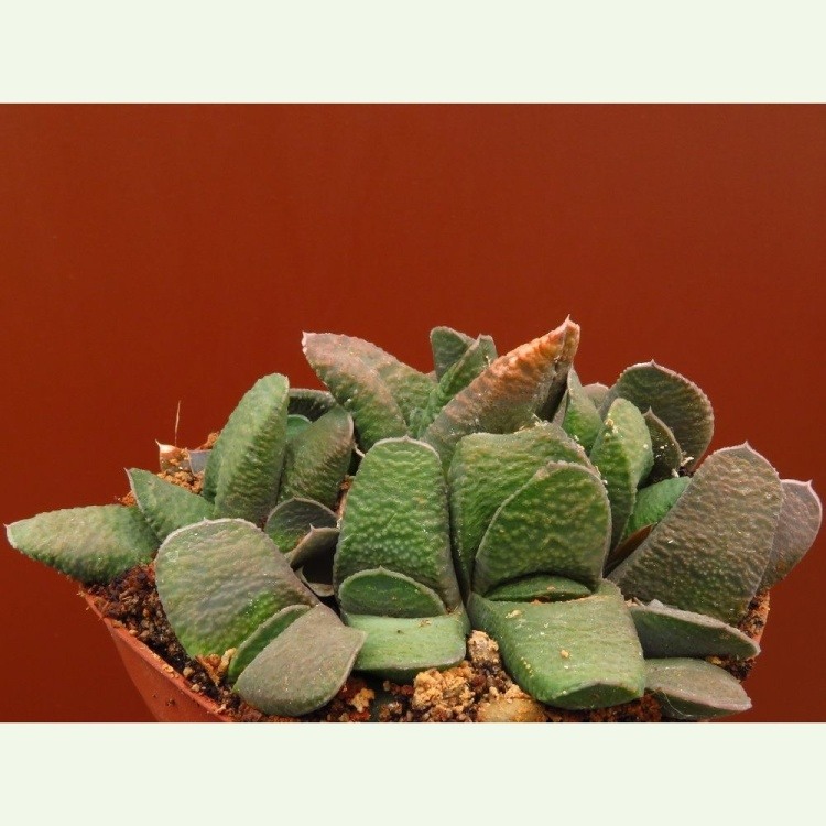 Gasteria armstrongii, Jeffreys Bay, E of Kabeljau River