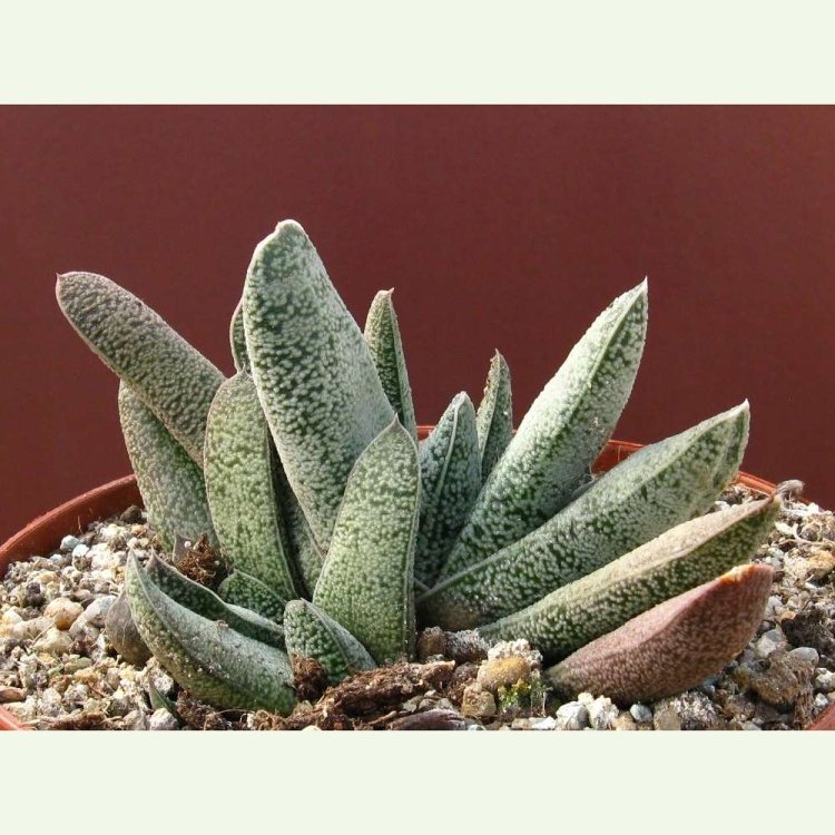 Gasteria baylissiana, Oudekraal farm