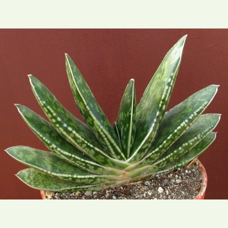 Gasteria caespitosa