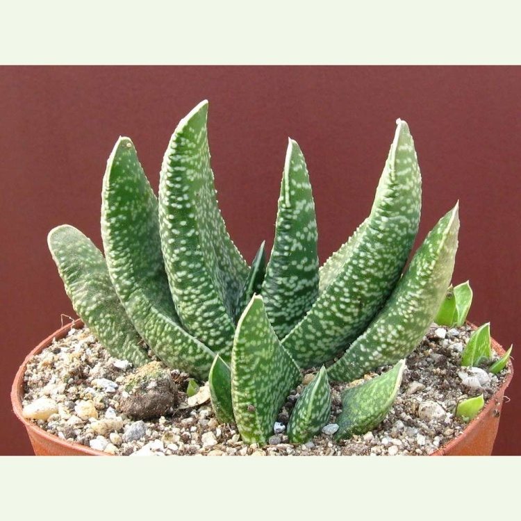 Gasteria carinata v. retusa