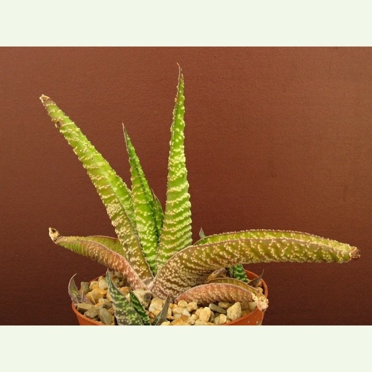 Gasteria carinata, Thusbergii, Herbertedale