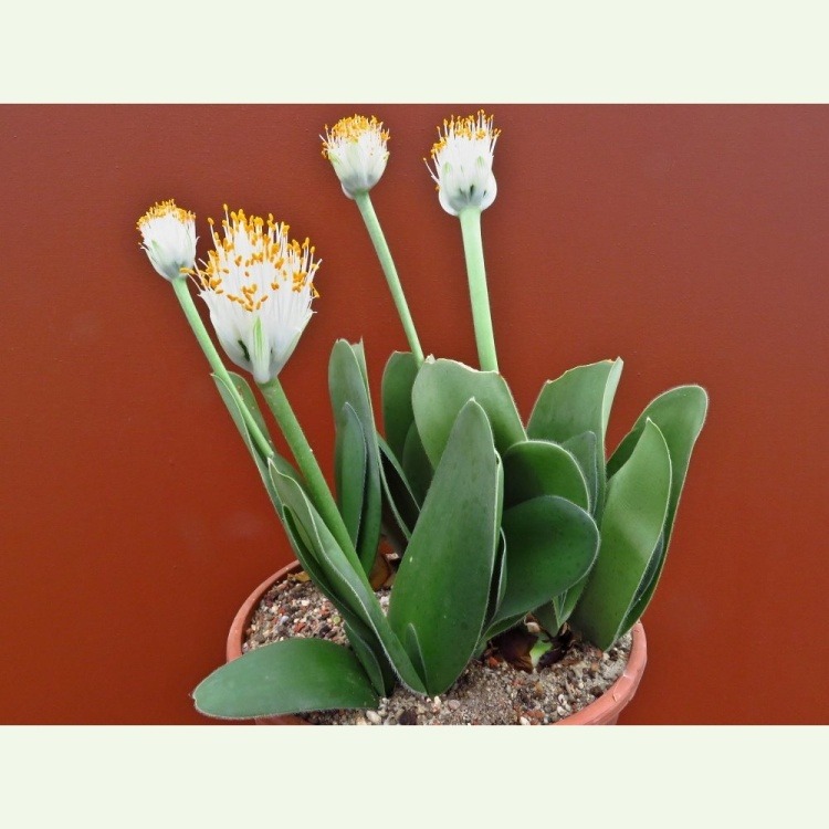 Haemanthus albiflos