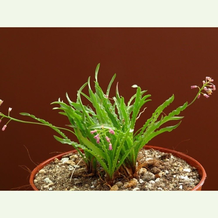 Ledebouria crispa, Transvaal