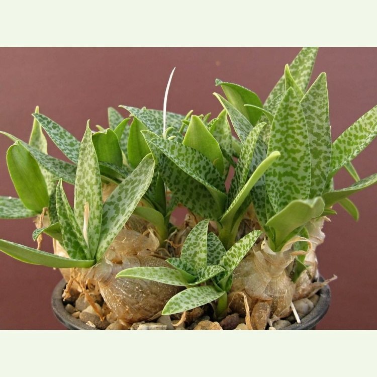 Ledebouria paucifolia